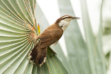 Bicolored Wren
