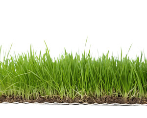 Fototapeta premium Close up of a section of green grass with soil and roots on a white background isolated on a transparent background