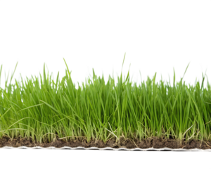 Close up of a section of green grass with soil and roots on a white background isolated on a transparent background