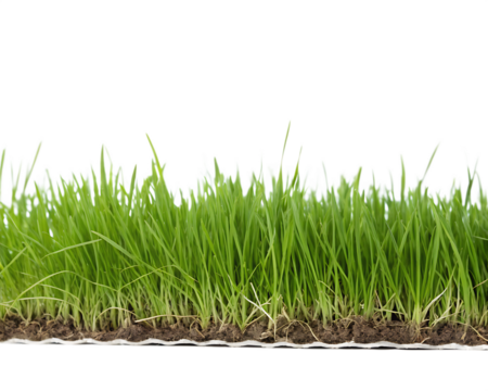 Close up of a section of green grass with soil and roots on a white background isolated on a transparent background