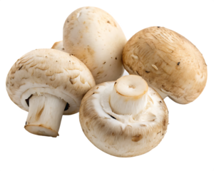 Group of four white and brown button mushrooms with visible gills and stems isolated on a transparent background