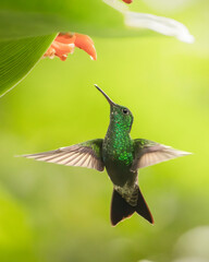 Hummingbird
