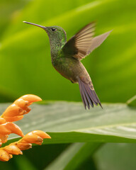 Hummingbird