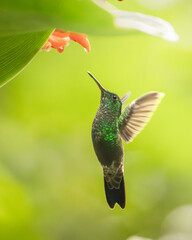 Hummingbird