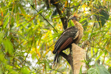 Hoatzin