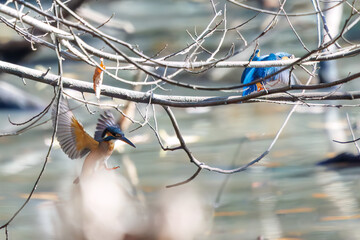 餌を捕らえるために池に飛び込む可愛いカワセミ（カワセミ科）のペア 英名学名：Kingfisher (Alcedo atthis) 埼玉県北本市、北本自然観察公園 2024 