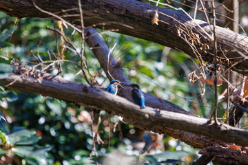 餌を捕らえるために池に飛び込む可愛いカワセミ（カワセミ科）のペア 英名学名：Kingfisher (Alcedo atthis) 埼玉県北本市、北本自然観察公園 2024 