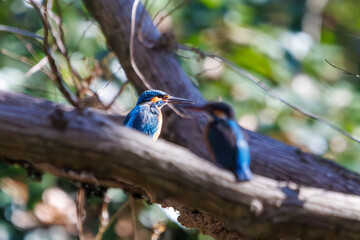餌を捕らえるために池に飛び込む可愛いカワセミ（カワセミ科）のペア 英名学名：Kingfisher (Alcedo atthis) 埼玉県北本市、北本自然観察公園 2024 