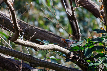 餌を捕らえるために池に飛び込む可愛いカワセミ（カワセミ科）のペア 英名学名：Kingfisher (Alcedo atthis) 埼玉県北本市、北本自然観察公園 2024 