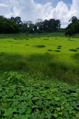 Wild reservoir with great bio diversity and native species surrounded by native rain forest trees