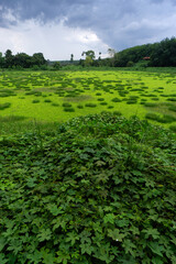 Wild reservoir with great bio diversity and native species surrounded by native rain forest trees