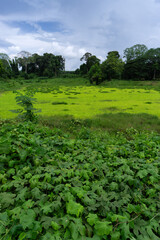 Wild reservoir with great bio diversity and native species surrounded by native rain forest trees