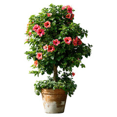 Fototapeta premium Hibiscus fence with giant planter concept. A vibrant hibiscus plant with pink flowers in a terracotta pot.
