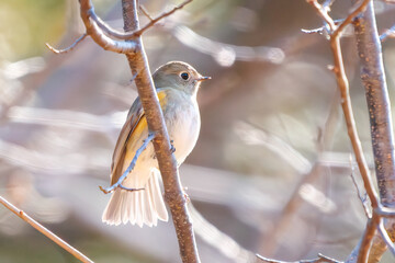 羽ばたいて飛び出す幸せの青い鳥、可愛いルリビタキ（ヒタキ科）...