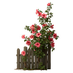 Hibiscus fence with giant planter concept. Vibrant pink flowers climbing a rustic wooden fence.