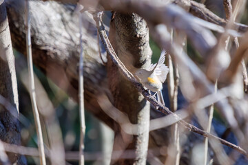 羽ばたいて飛び出す幸せの青い鳥、可愛いルリビタキ（ヒタキ科） 英名学名：Red flanked Bluetail (Tarsiger cyanurus) 埼玉県北本市、北本自然観察公園 2024 