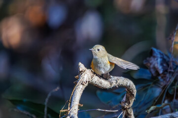 羽ばたいて飛び出す幸せの青い鳥、可愛いルリビタキ（ヒタキ科）...