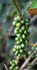 Vertical Close up Green seed berries harvest arabica coffee garden. Green coffee bean berry plant fresh raw seed coffee tree growth in eco organic farm. Fresh coffee bean green leaf bush berry plant