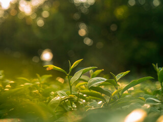 Green tea tree leaves camellia sinensis in organic farm sunlight. Fresh young tender bud herbal farm on summer morning. Sunlight Green tea tree plant. Close up Tree tea plant green nature in morning