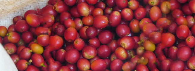 Banner coffee bean berry plant fresh seed. panoramic Ripe Red coffee tree growth green eco organic...
