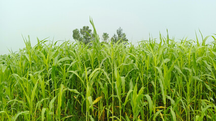 Lush Green Cornfield Under a Blue Sky with Clouds