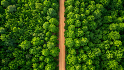 Aerial view of a dirt road winding through a dense green forest 1