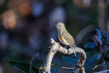 羽ばたいて飛び出す幸せの青い鳥、可愛いルリビタキ（ヒタキ科）...
