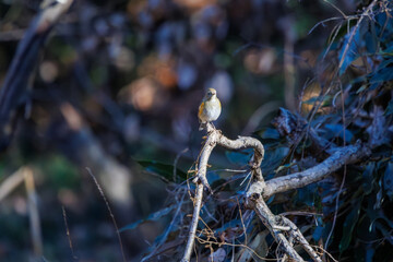 羽ばたいて飛び出す幸せの青い鳥、可愛いルリビタキ（ヒタキ科） 英名学名：Red flanked Bluetail (Tarsiger cyanurus) 埼玉県北本市、北本自然観察公園 2024 