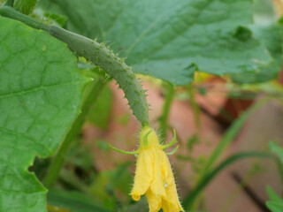 花の後に実り始めたキュウリ