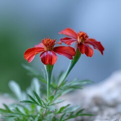 Two vibrant red marigold flowers with green stems and leaves against a soft blue and green bokeh background