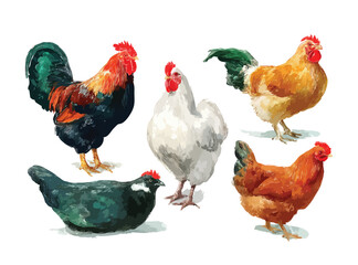 Fototapeta premium Rooster and hens, watercolor illustration