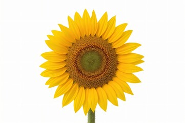 Fototapeta premium Vibrant sunflower isolated, white background, studio shot, floral design