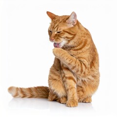 Obraz premium Orange Tabby Grooming on Pure White