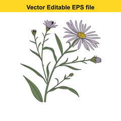 Purple aster flower with buds and leaves isolated on white