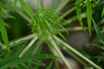 Alternanthera brasiliana, close up of a  merthiolate  , merthiolate,close-up of a plant,merthiolate plant,plant with green leaves,medicinal herb,vibrant green foliage,alternthera plant, top view
