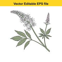 White and pink flowers with green leaves isolated on white