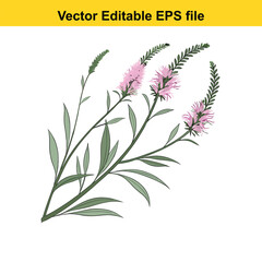 Pink flowers with green leaves isolated on white background