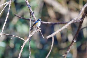 羽ばたいて飛び出す幸せの青い鳥、可愛いルリビタキ（ヒタキ科） 英名学名：Red flanked Bluetail (Tarsiger cyanurus) 埼玉県北本市、北本自然観察公園 2024 