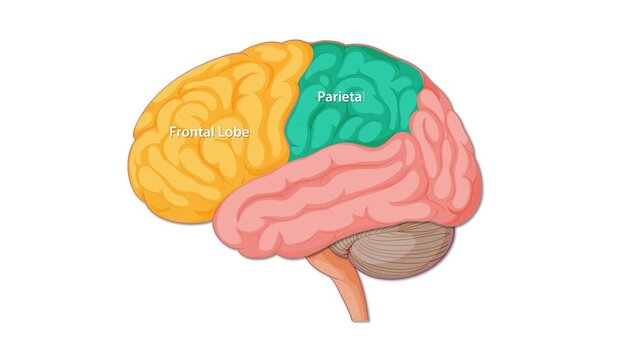 Animated Diagram Highlighting Human Brain Regions and Lobes