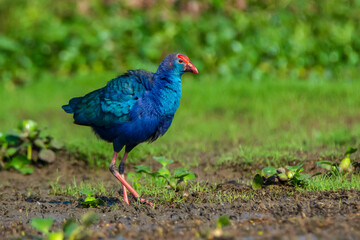 blue bird on the ground