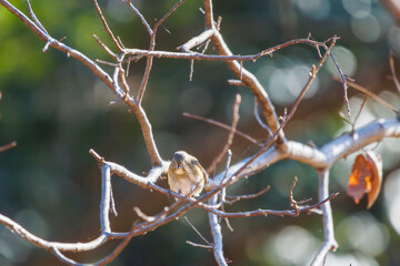 羽ばたいて飛び出す幸せの青い鳥、可愛いルリビタキ（ヒタキ科） 英名学名：Red flanked Bluetail (Tarsiger cyanurus) 埼玉県北本市、北本自然観察公園 2024 