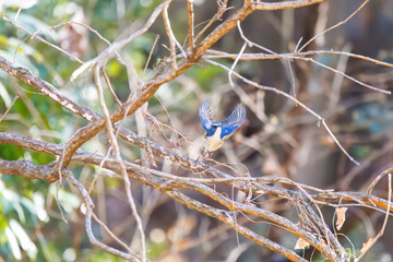 羽ばたいて飛び出す幸せの青い鳥、可愛いルリビタキ（ヒタキ科）...