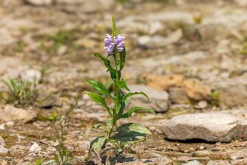 Physostegia virginiana, the obedient plant, obedience or false dragonhead.