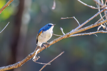 羽ばたいて飛び出す幸せの青い鳥、可愛いルリビタキ（ヒタキ科）...