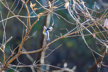 羽ばたいて飛び出す幸せの青い鳥、可愛いルリビタキ（ヒタキ科）...