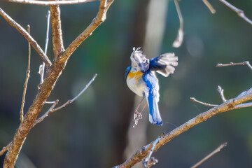 羽ばたいて飛び出す幸せの青い鳥、可愛いルリビタキ（ヒタキ科） 英名学名：Red flanked Bluetail (Tarsiger cyanurus) 埼玉県北本市、北本自然観察公園 2024 