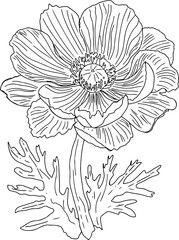 Anemone line drawing black and white illustration