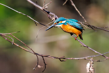 餌を捕らえるために池に飛び込む可愛いカワセミ（カワセミ科） 英名学名：Kingfisher (Alcedo atthis) 埼玉県北本市、北本自然観察公園 2025 