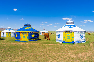 Cattle and yurts on the grassland