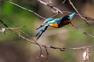 餌を捕らえるために池に飛び込む可愛いカワセミ（カワセミ科） 英名学名：Kingfisher (Alcedo atthis) 埼玉県北本市、北本自然観察公園 2025 